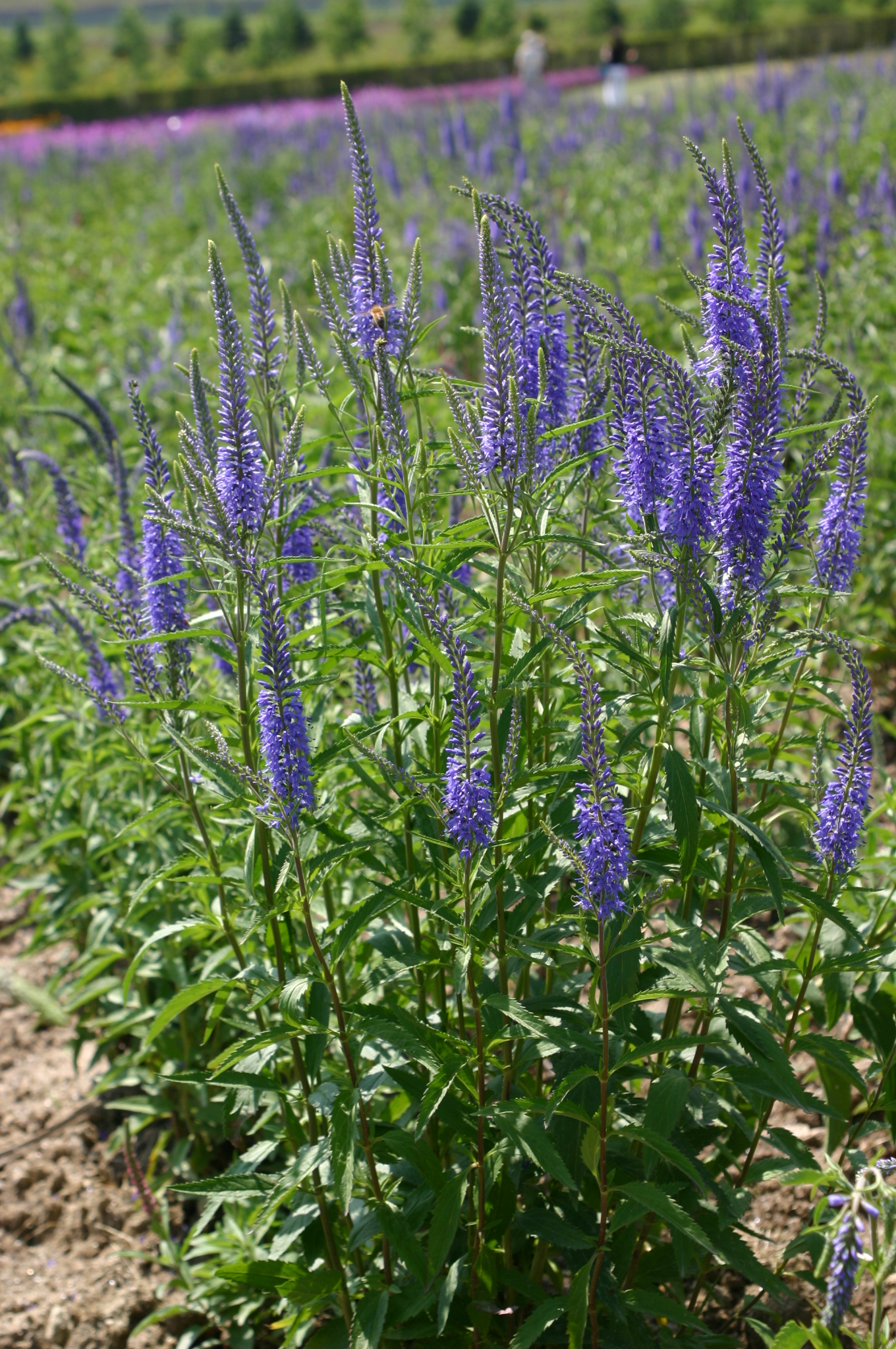 Veronica longifolia